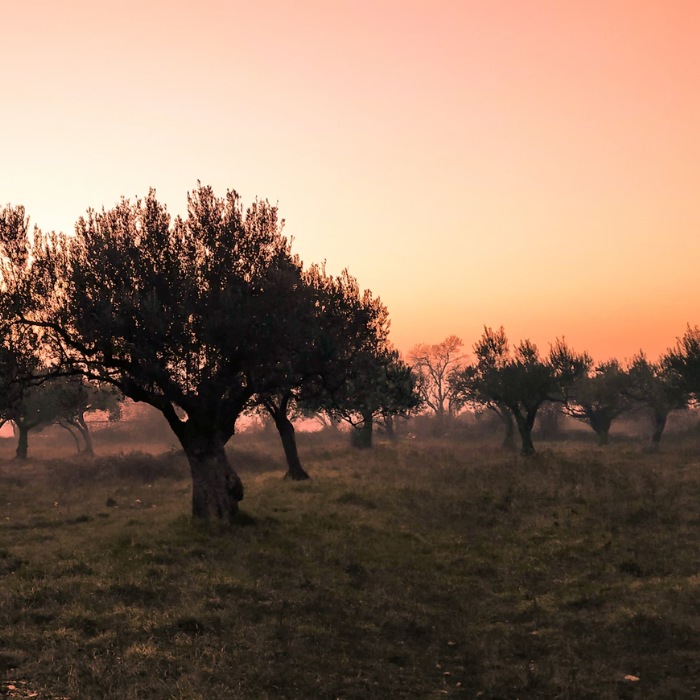 Denocciolato_Banner_Centrale | Olio Pace