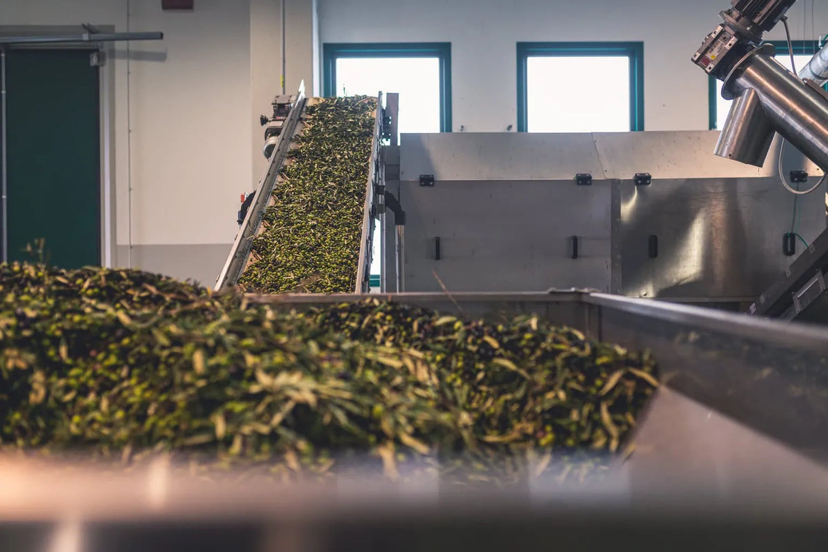 Molitura delle olive: tutte le fasi, i tempi e perché conta per la qualità