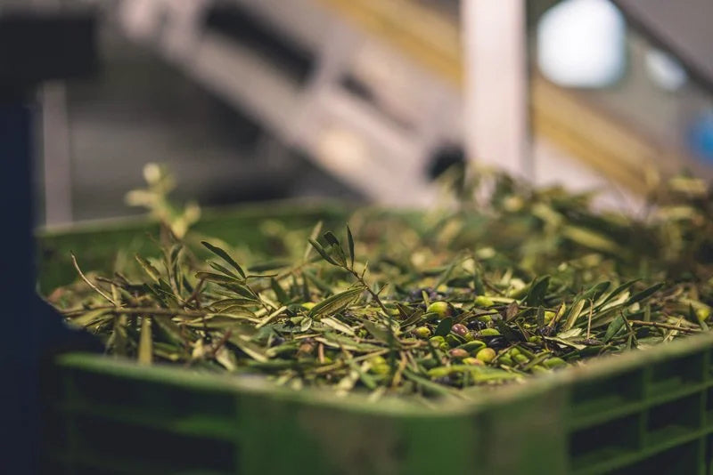 olio-pace-frantoio-pietragalla | Olio Pace